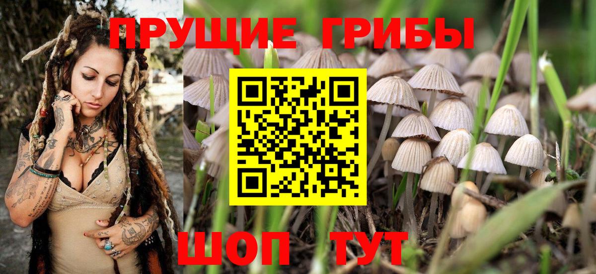 Псилоцибиновые грибы Psilocybine cubensis Черногорск